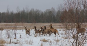 Keskkonnaministeerium algatas ulukifarme keelustava seadusemuudatuse (lisatud artikkel)