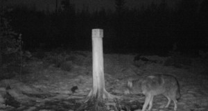 Piltuudis: hunt luuret tegemas