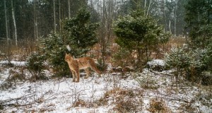 Piltuudis: ilves käis mitu päeva murtud hirvekorjuse juures