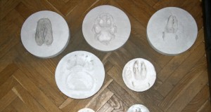 EJSi õppekogu täienes loomade jälgede näol