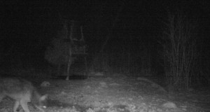 Piltuudis: külaline söödaplatsil