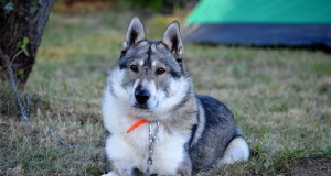 Eesti meistrivõistlused metsseatöös (kuupäev täpsustatud)