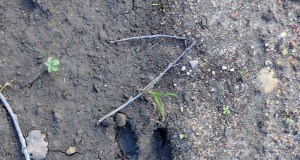 Algab üle-eestiline seakatku infopäevade sari jahimeestele