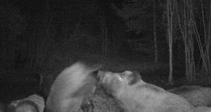 Piltuudis: Saaremaa metssead