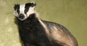 EJ2/2016: Mägra radadel