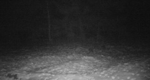 Piltuudis: aasta loom mäger