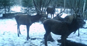 Piltuudis: Mõniste JS hirved