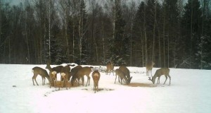 Piltuudis: kitsed võtavad söögiplatsi üle