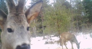 Piltuudis: Sokupoisi selfie Pärnumaalt