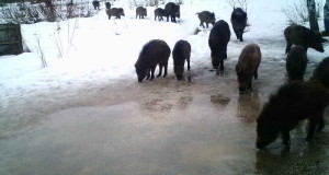 Piltuudis: sead tulevad sööma