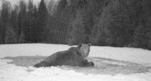 Piltuudis: eileöised karud