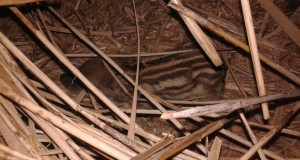 Piltuudis: haruldane kaader metsseapõrsaste pesast