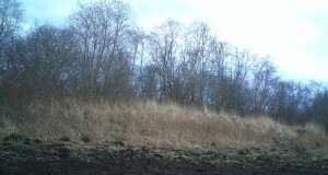 Piltuudis: Raasiku jõulu-ilves