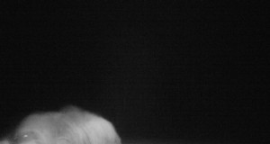 Piltuudis: sea raputus