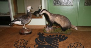 EJSi õppekogud täienesid kahe uue eksponaadi võrra