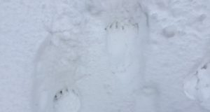 EJ1/2016: Kuidas kohaneda muutuva kliimaga?