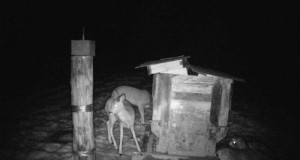 Piltuudis: süüa jagub kõigile