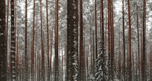 Kas jahiturismil on Eestis potentsiaali?