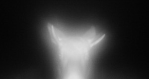 Piltuudis: öine kummitus