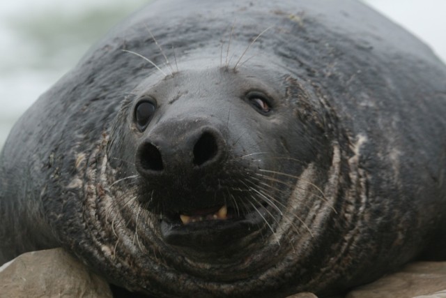 Hallhuljes_isasloom_Roland_Muur