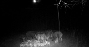 Piltuudis: metssead Põlvamaal