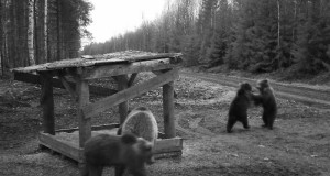 Piltuudis: karupojad müramas