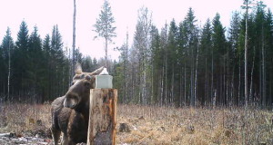 Piltuudis: Viljandimaa põdrad sarvede kasvamise ootuses