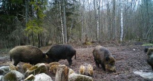 Piltuudis: pisipere juba söödal