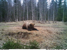 Piltuudis: Jooga-karu