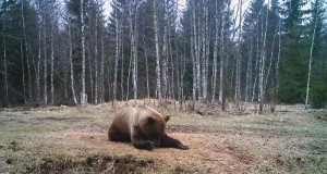 Piltuudis: Jooga-karu