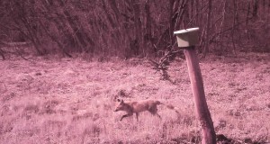 Piltuudis: uus sabasoengu trend metsas