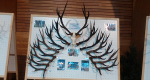 Belgia jahitrofeede näitus