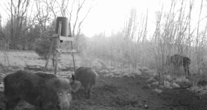 Piltuudis: põõsast piiluv põder