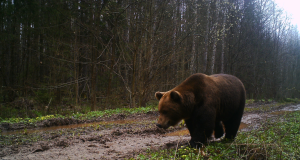 Piltuudis: Põlvamaa karud on viisakad jalakäijad
