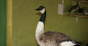 EJSi õppeklass täienes kanada lagle topisega