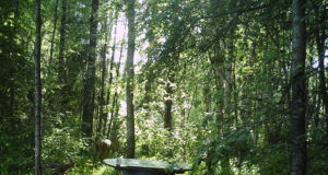 Piltuudis: kitsemamma tallekesega