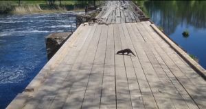 Jahimehed aitavad sadamas elavaid nuhtlus-minke eemaldada