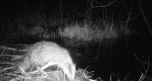 Piltuudis: Inspektor Mägrake kontrollib kopra tammi veepidavust