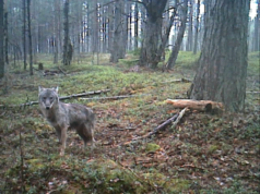 “Postimehe” kirjutis huntide tegemistest Tartumaal.
