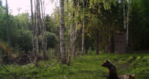 Piltuudis: Kastre karud