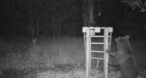 Piltuudis: Meeksi karud