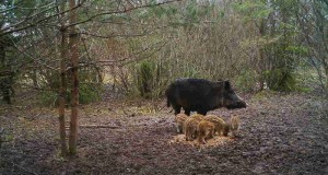 Piltuudis: Luunja jahimeeste seaseeme