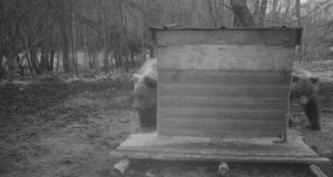 Piltuudis: häbelikud või peitust mängivad karud?