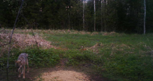 Piltuudis: üksik hunt Rõngus