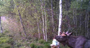 Piltuudis: põdrapapa on alustanud sarvede kasvatamisega