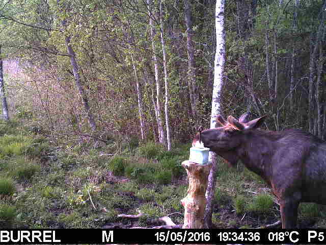 Pull Alaska habemega-1