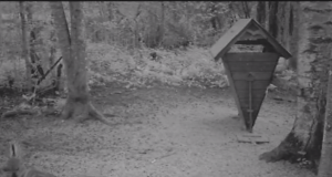 Video: Põrsaste trall Ida-Virus