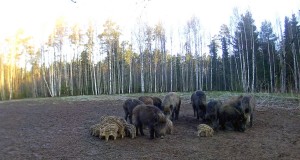 Piltuudis: Veel katkust puutumata