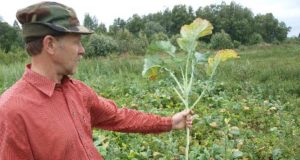 Söödapõldude seemned müügil!