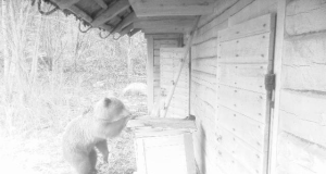 Piltuudis: noor mesindushuviline Viljandist